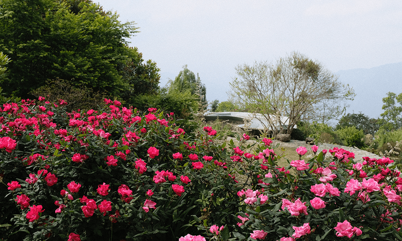 Rose Garden