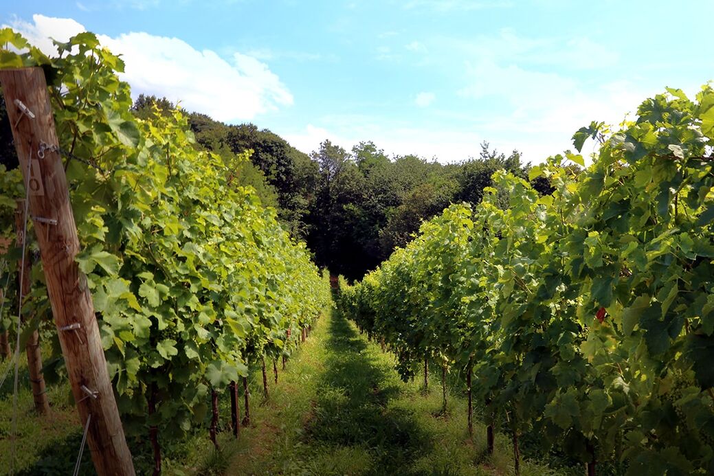 Società Agricola Giusti dal Col