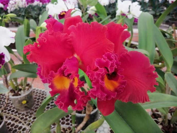 Tahí Orquídeas y Flores Exóticas