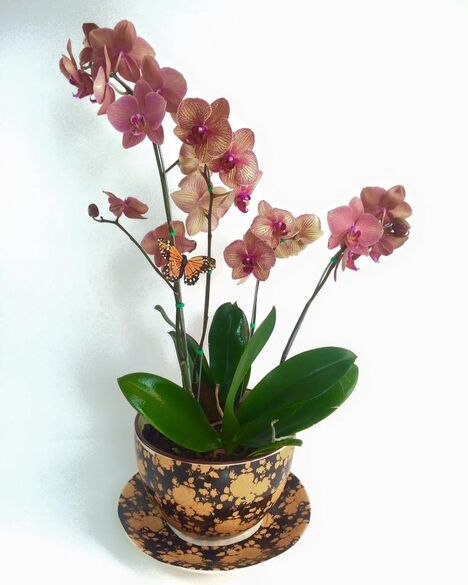 Epiflora Orquídeas