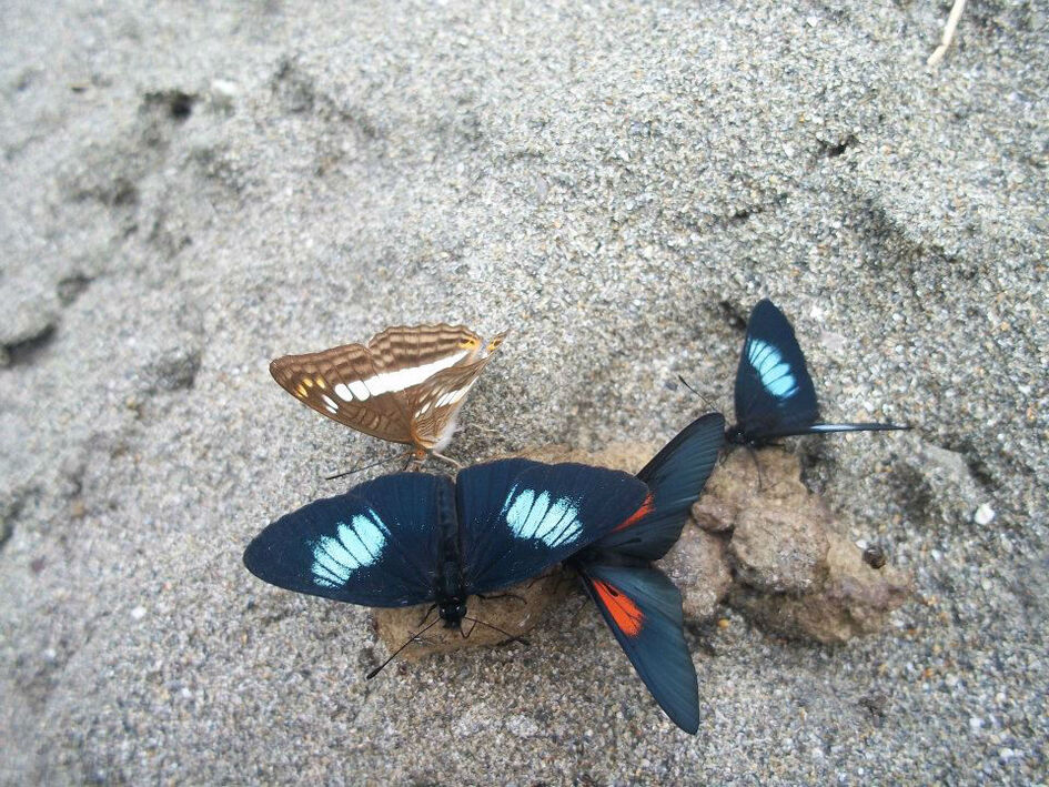 Alas de Colombia - Mariposas