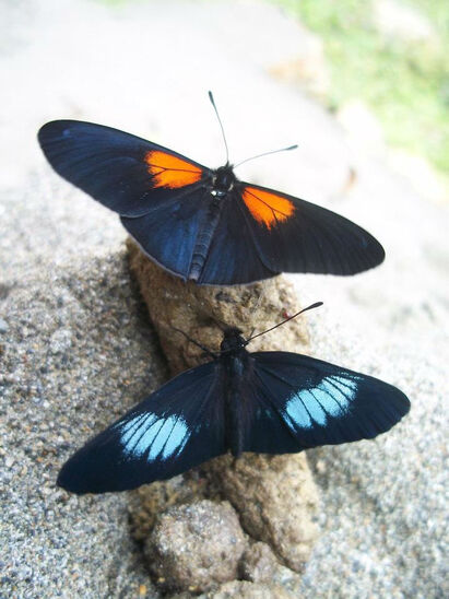 Alas de Colombia - Mariposas