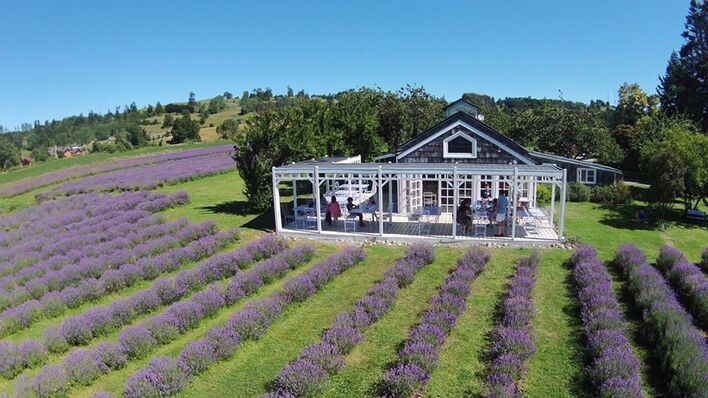 Lavanda casa de té