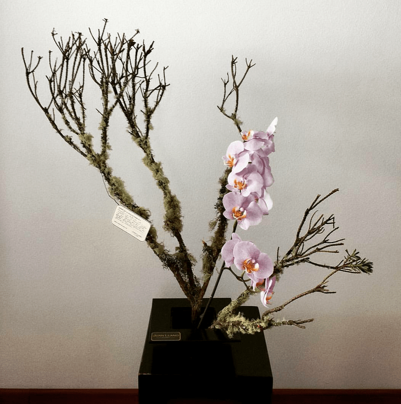 Flores Juan Llano