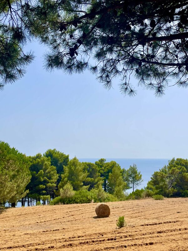 Tenuta Punta Galera