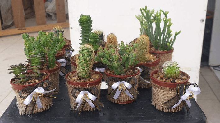 Souveniers Cactus Y Suculentas Arica Munay