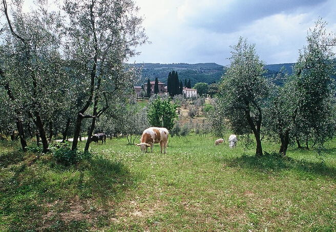 Agriturismo Castel d'Acone