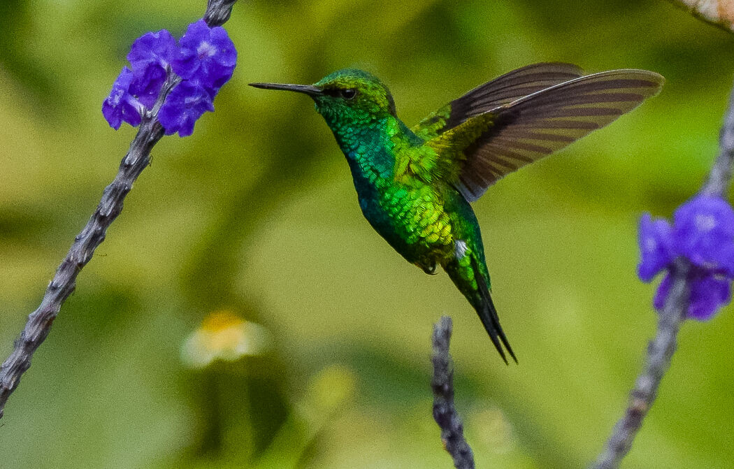 Los Saltos Ecoparque