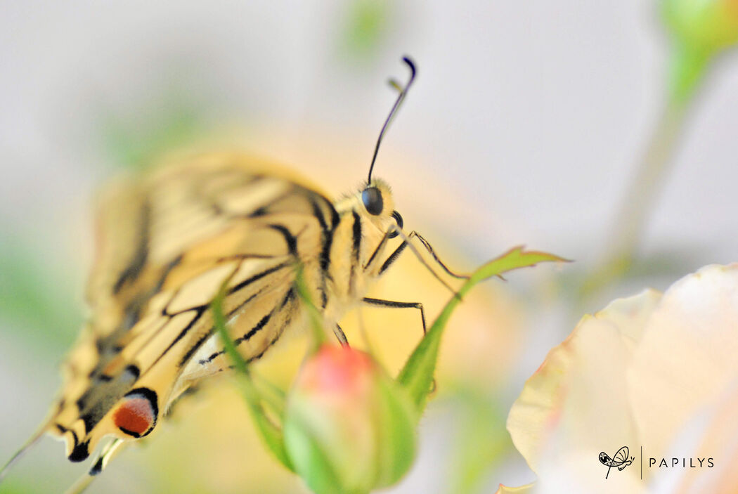 Papilys : lâcher de papillons