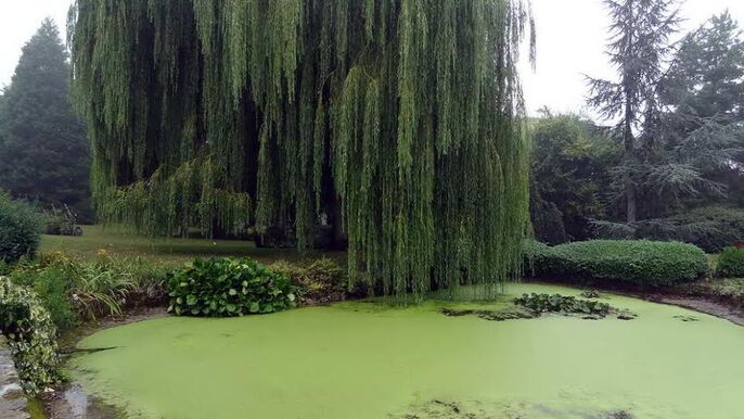 Abbaye Cistercienne de Villers-Canivet