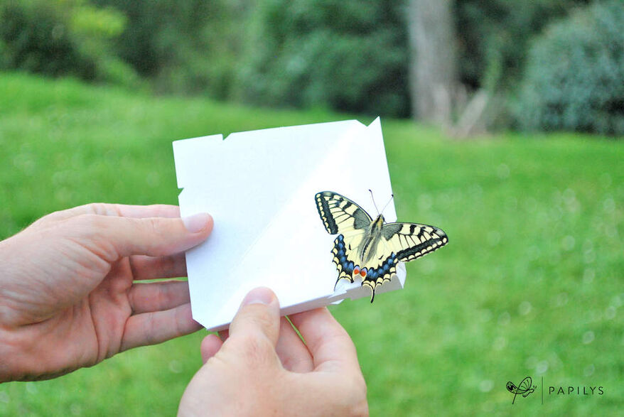 Papilys : lâcher de papillons