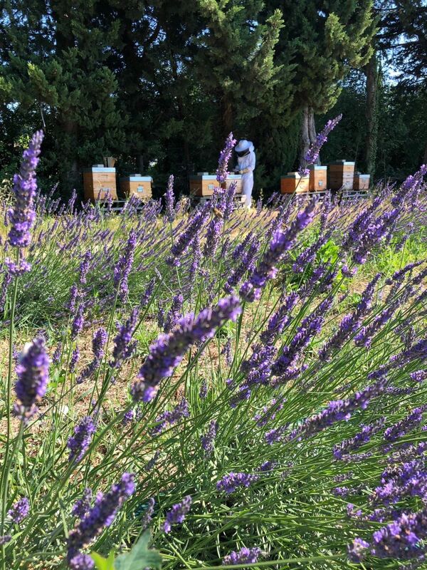 Une ruche en Provence