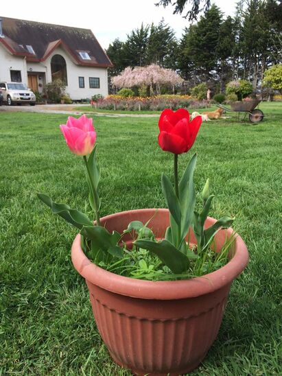 Tulipanes del Lago Hospedaje