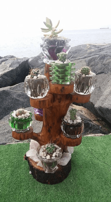 Tete Cactus y Suculentas