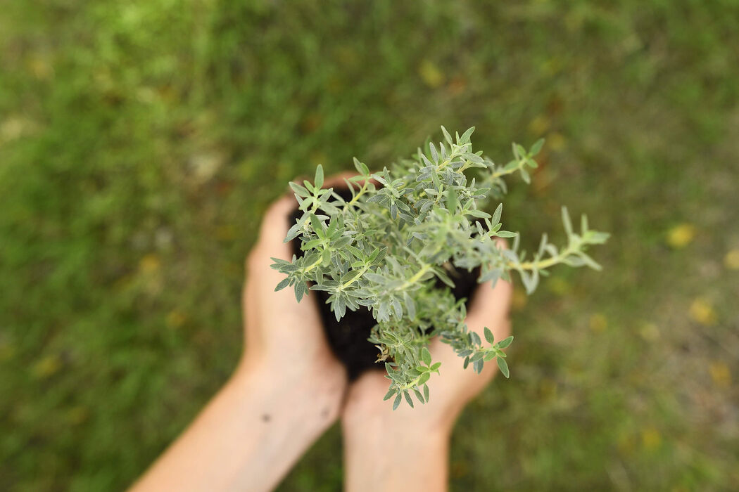 Ecoprint: Detalles que salvan el planeta