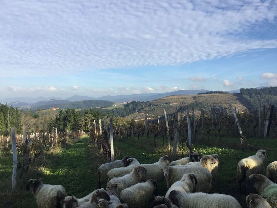 Bodega Berroja