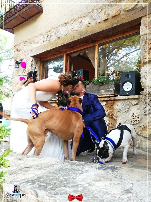 Yes! We Pet - Tu perro en tu boda