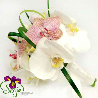 Sofía Orquídeas