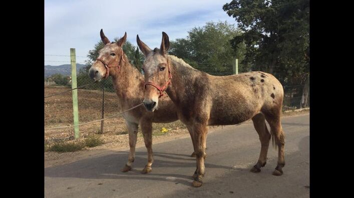 Hipica Zahori Caballos Navarra