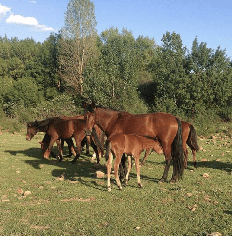 Finca Las Hornias Bajas