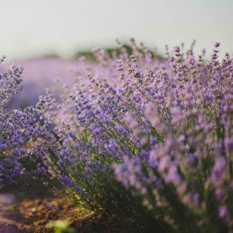 Fontclaire en Provence