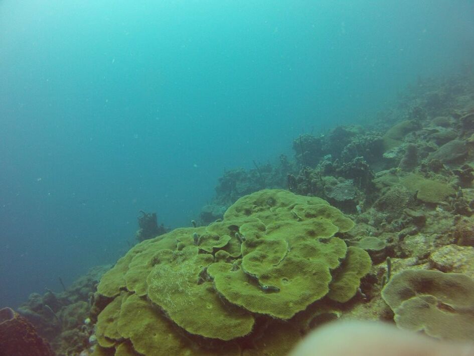 Centro de Buceo El Pez León