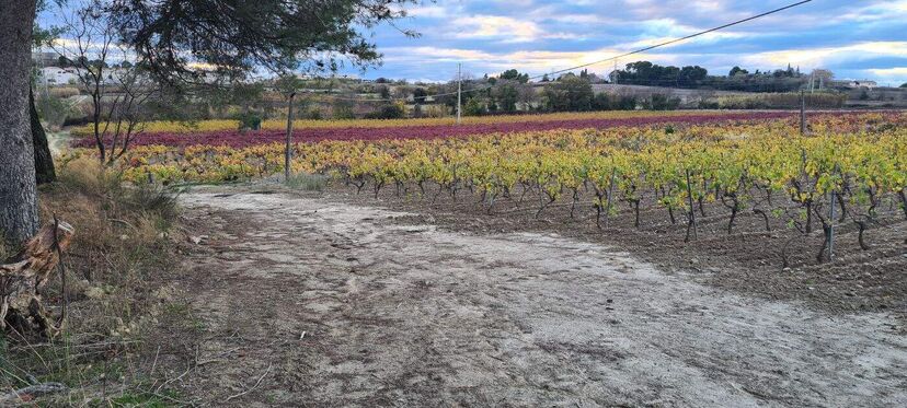 Domaine des Hautes Vignes