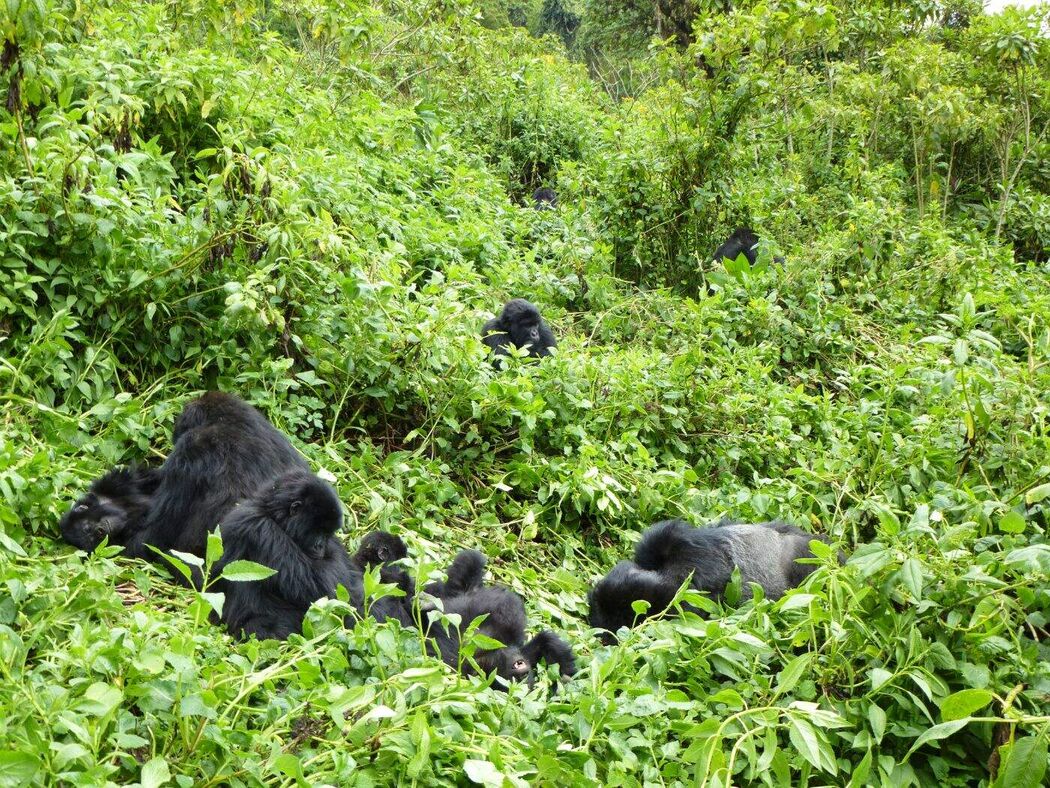 Benarrivati Africa