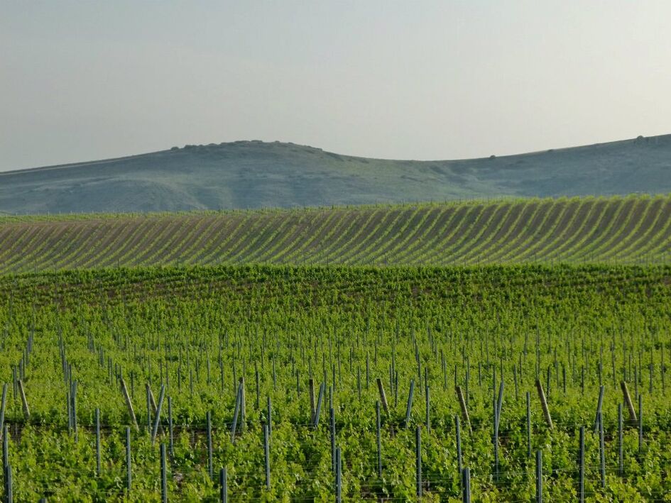 Bodegas Pagos de Aráiz