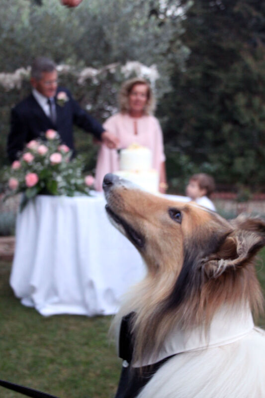 Wedding Dog Specialist - Martina Ossola