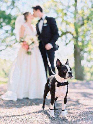 Pet of Honor - Wedding Pet Service