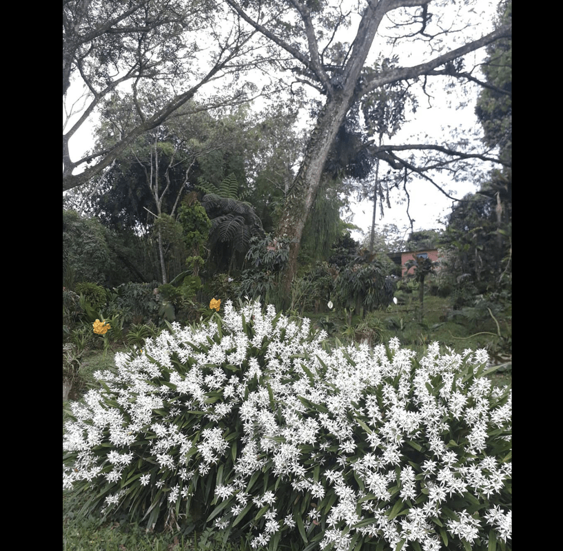 Finca Romelia Orchids & Birds