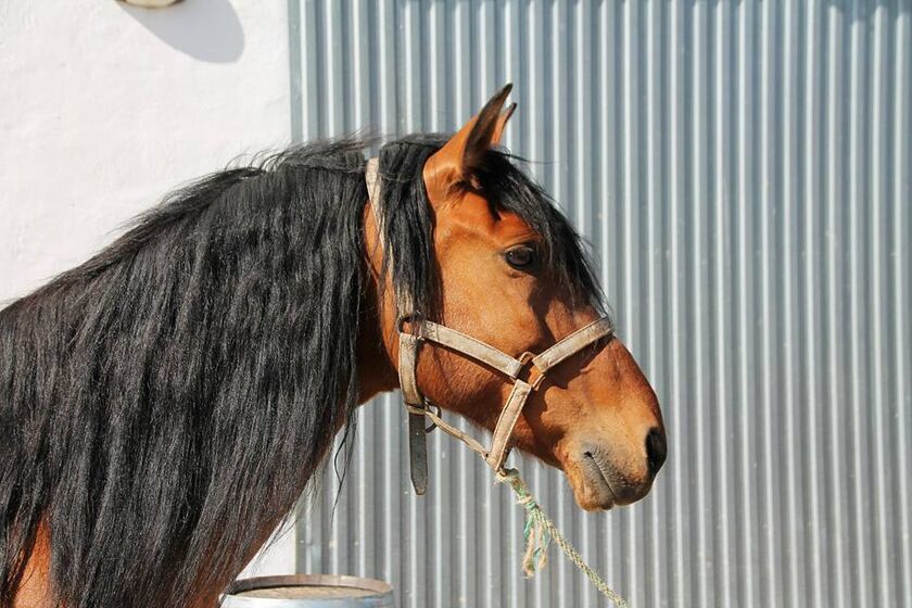 Hipica Zahori Caballos Navarra