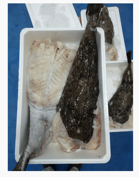 Merca Lonja de pescados y mariscos sl