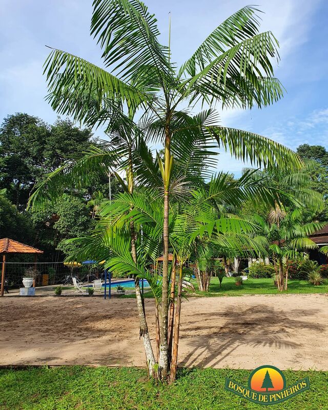 Bosque de Pinheiros