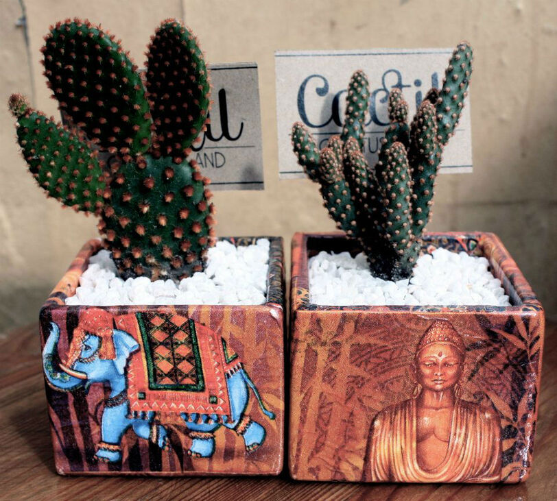 Cactil - Cactus Land