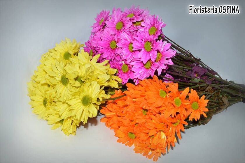 Floristería Ospina