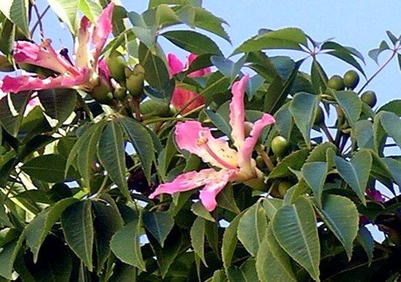 Jardín Botánico de Málaga - La Concepción