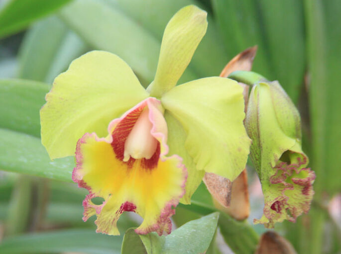 Tahí Orquídeas y Flores Exóticas