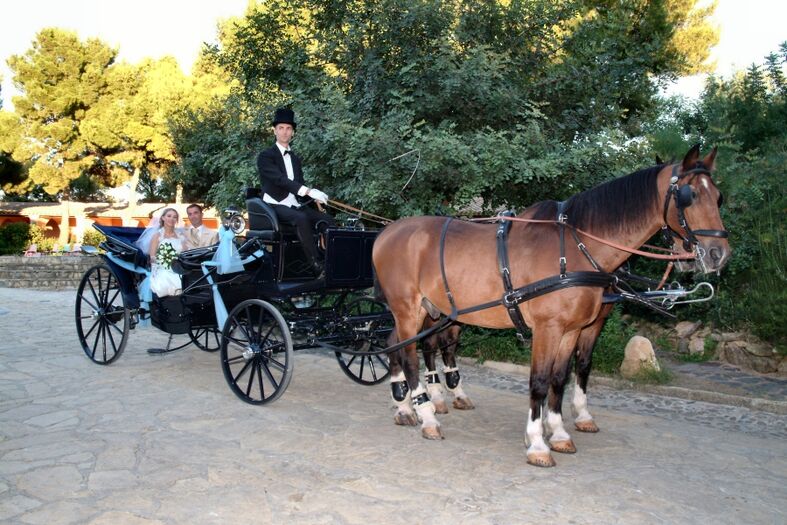 Carrozza Service