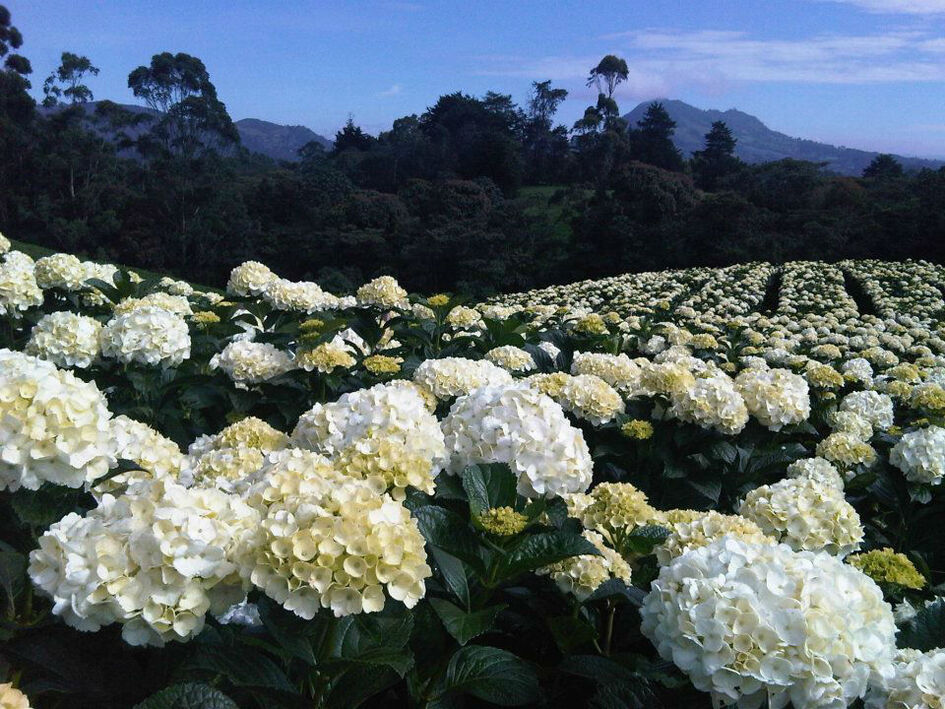 Flores del Este - Opiniones, Fotos y Teléfono