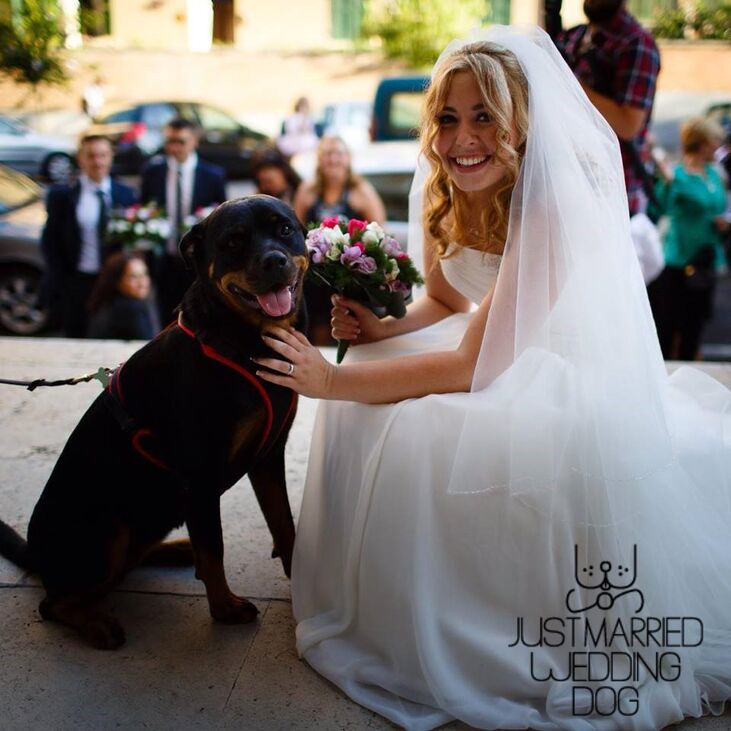 Just Married Wedding Dog
