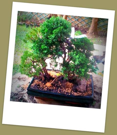 Albero Antico Bonsai