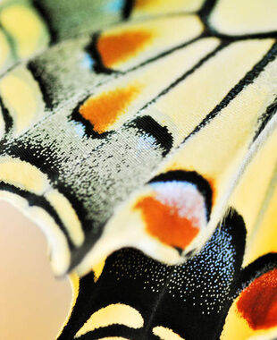 Papilys : lâcher de papillons