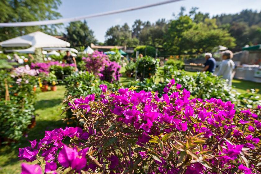 Les Jardins d'Albertas